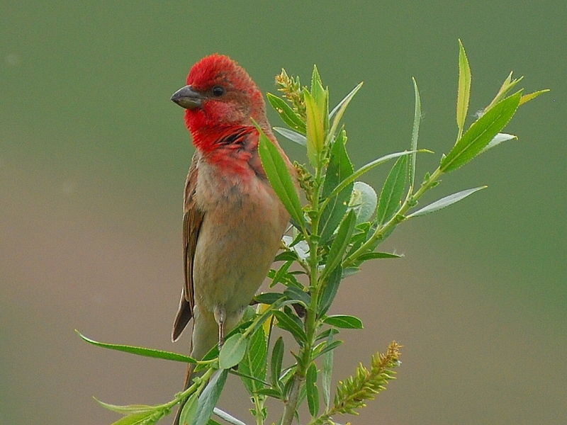 kus-meraklilari-icin