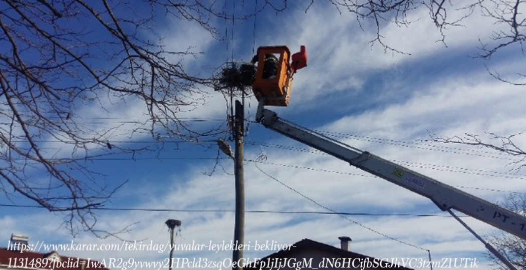 kus-goc-yollari-uzerinde-bulunan-tekirdagda-leyleklerin-yuvalari-11-ilcede-yenilendi