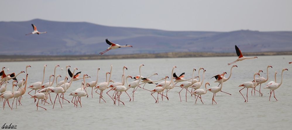 seyfe-golu\ne-flamingo-akini