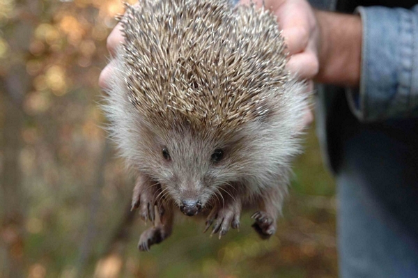 wwf-turkiye\den-yaban-hayati-ilk-yardim-hatti