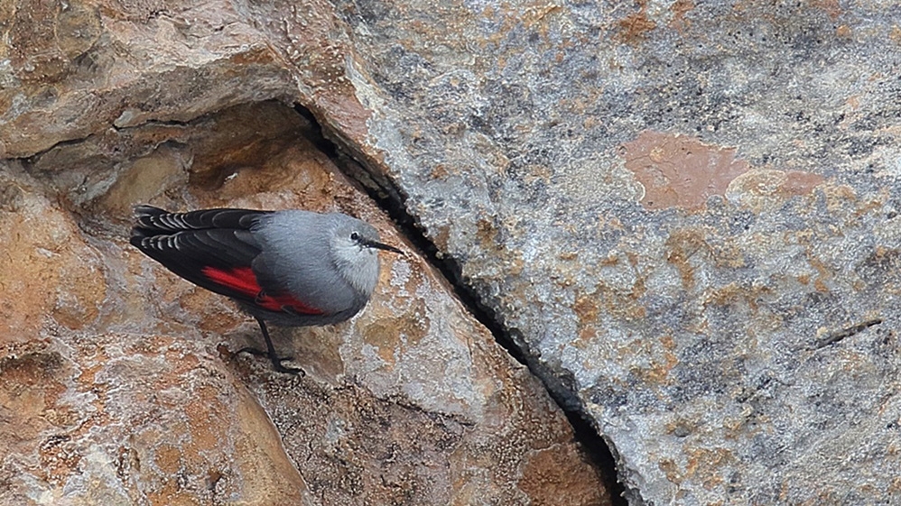 kuzey-kibris\ta-yillar-sonra-ilk-kez-duvar-tirmasikkusu-goruldu
