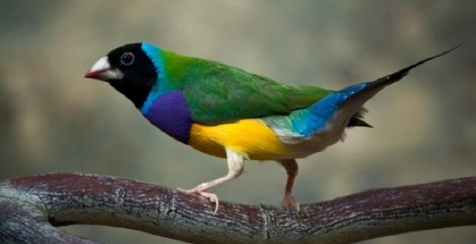 dunyada-18-bin-kus-turu-olabilir