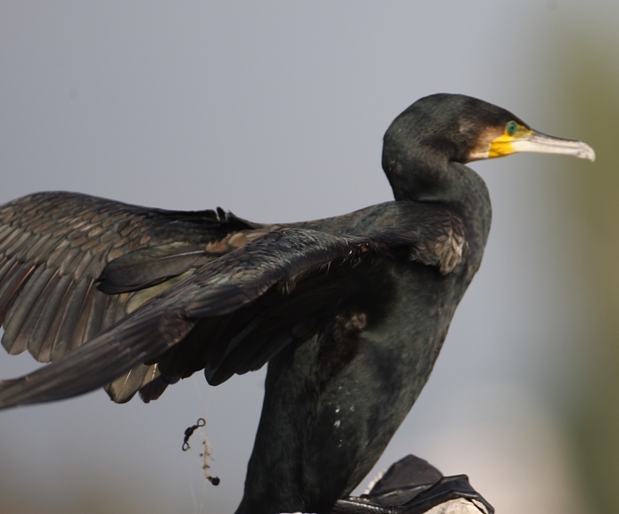 haydarpasa-dalgakirani