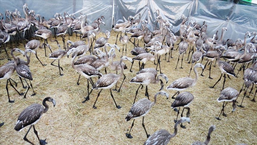 yavru-flamingolar-halkalandi