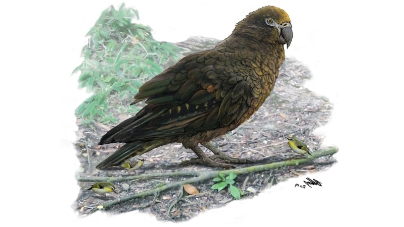 19-milyon-yil-once-insanin-yari-boyunda-dev-papagan-turu-yasamis-