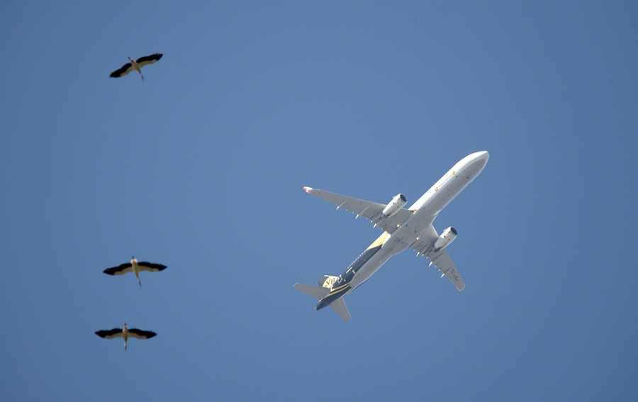 istanbul\da-leylek-gocu-alarmi!