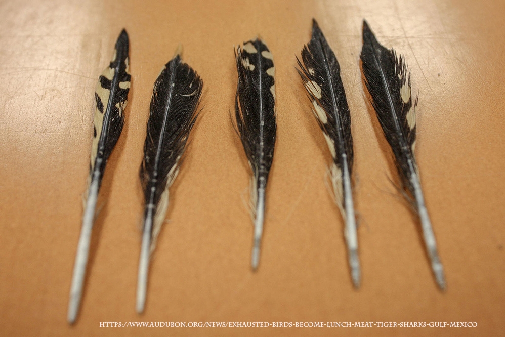 meksika-korfezi\nde-yorgun-dusen-gocmen-kuslar-kopekbaliklarina-yem-oluyor