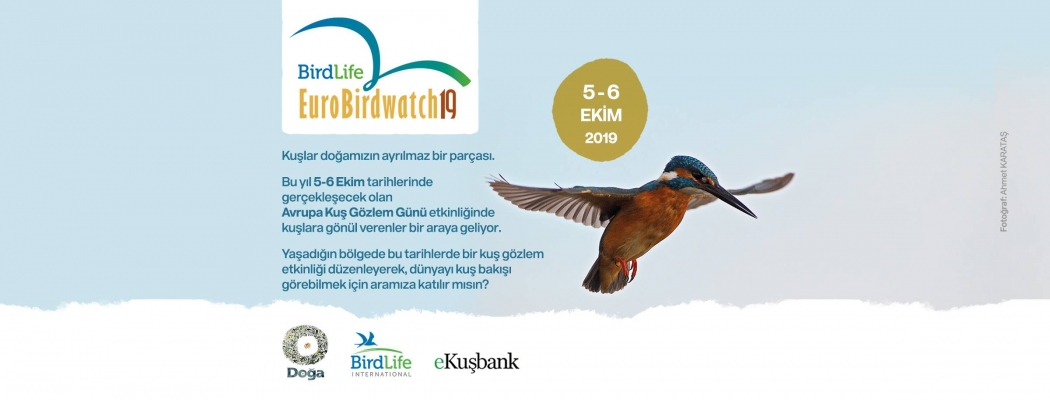 birdlife-eurobirdwatch19