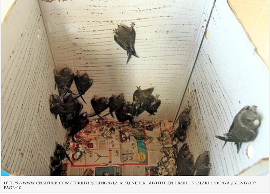 siringayla-beslenerek-buyutulen-ebabil-kuslari-dogaya-saliniyor