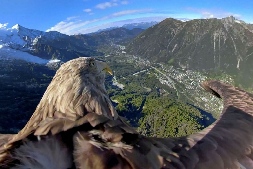 kartal-victor-un-kus-bakisi-cekimleri-iklim-degisikligine-dikkat-cekiyor-