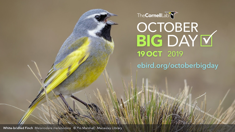 ebird-\`buyuk-gozlem-gunu\`-ekim-19