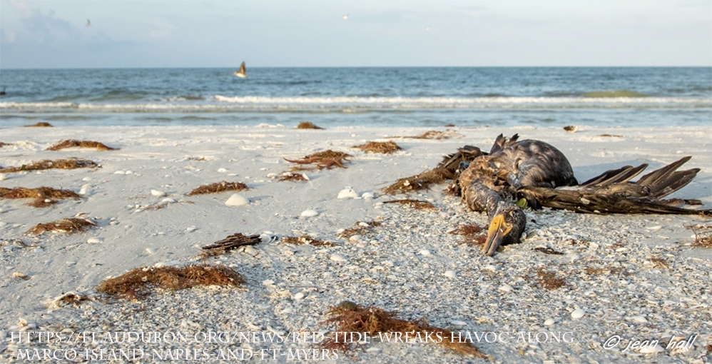 zehirli-algler-marco-adasi-florida\da-buyuk-zarar-verdi