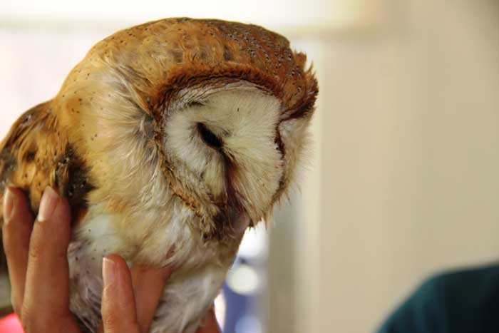 turistlerin-ihbari-ile-yarali-baykus-tedavi-altina-alindi