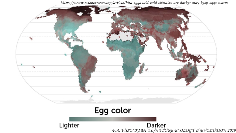 kus-yumurtalari-soguk-iklimde-daha-koyu-renk-yumurtalari-sicak-tutmaya-yarayabilir
