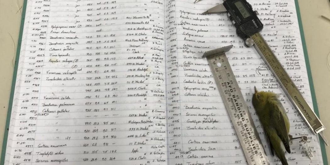 uzmanlar-iklim-degisikligi-kuslarin-kuculmesine-yol-aciyor