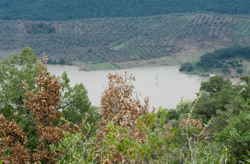 ormanlarimiz-peskes-cekilmeye-devam-ediliyor