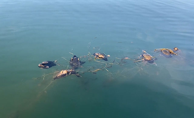 sapanca-golu\nde-hayalet-ag-katliami