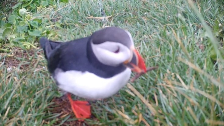 deniz-papagani-alet-kullanirken-goruntulendi