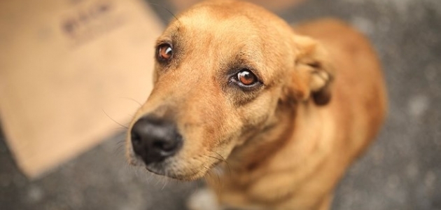 hayvan-haklari-yasasi-iki-ay-icinde-cikiyor!