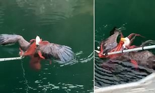 kel-kartal-ile-ahtapot