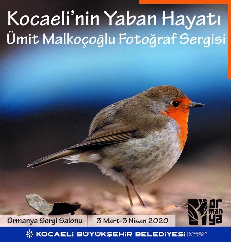 kocaelinin-yaban-hayati-