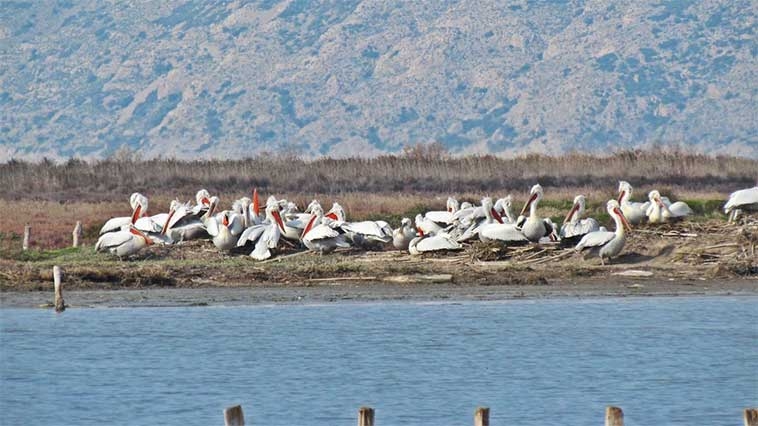 tepeli-pelikan-tur-koruma-eylem-planina-alindi