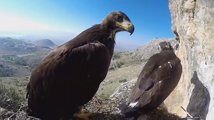 kaya-kartallarinin-yasami-kamerada