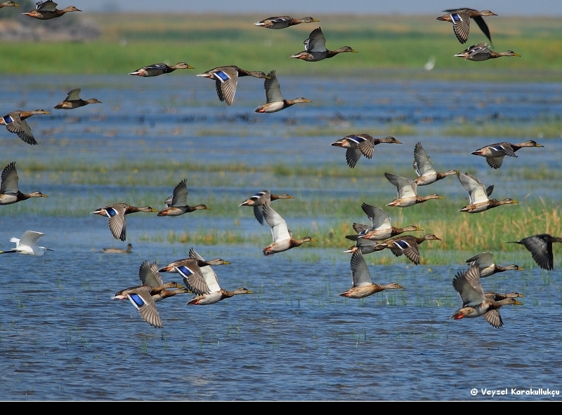 yesilbasson-on-yilda-en-cok-azalan-ordek-turu
