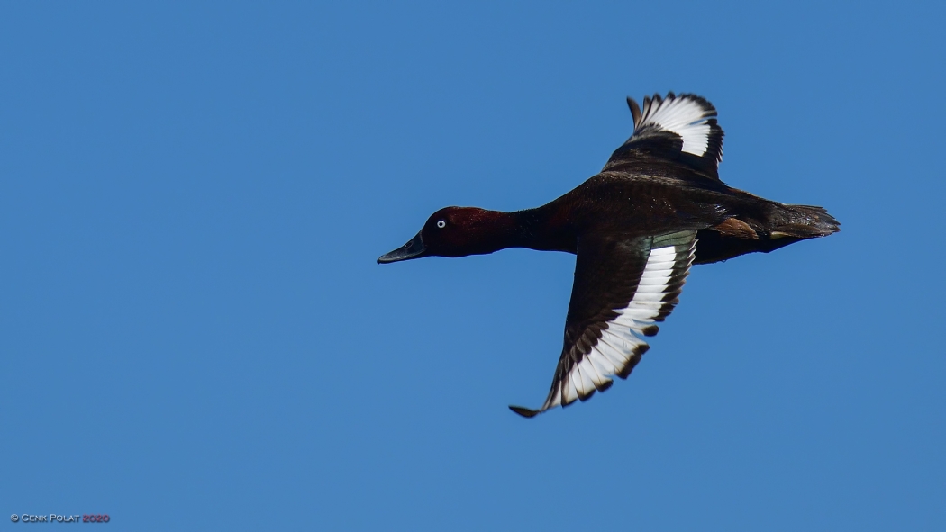 turkiyede-ureyen-ordek-turlerinin-dagilimi