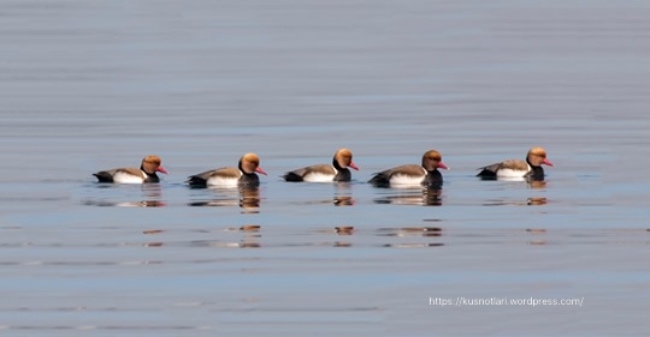 kus-notlari-ile-tanisin!