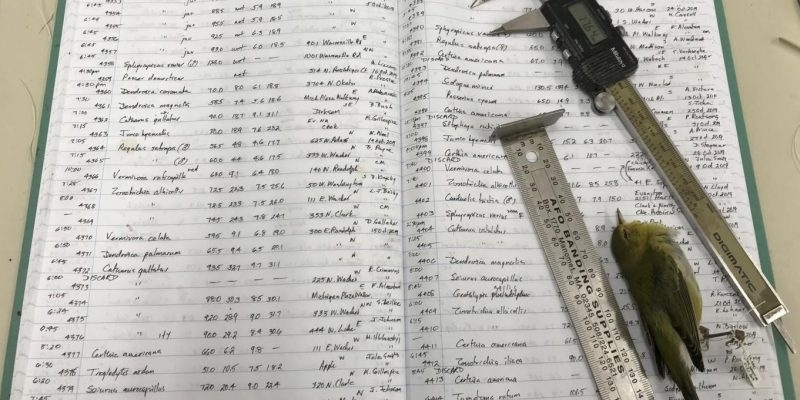 iklim-degisikligi-hayvanlarin-boyutunu-degistiriyor