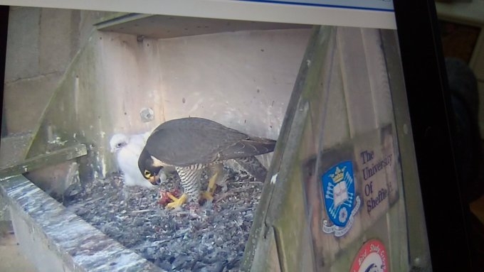 gokdogan-canli-yayin