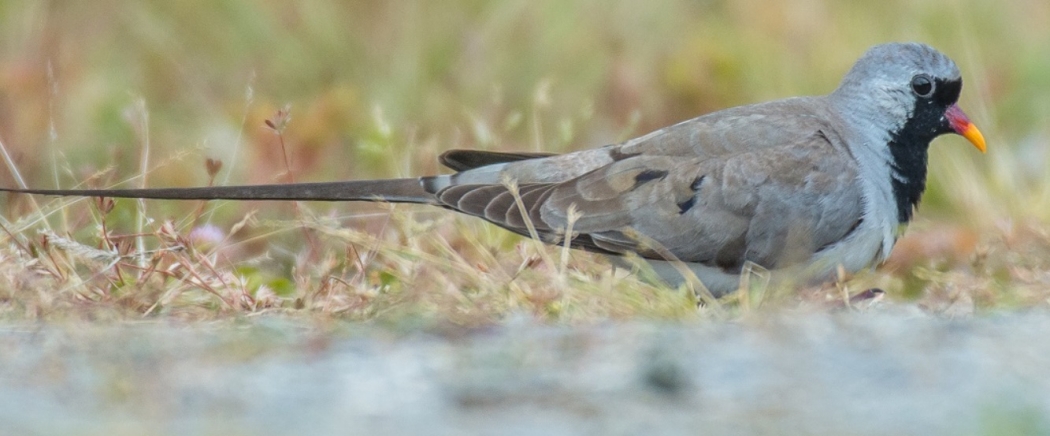 trabzon\da-kap-kumrusu!