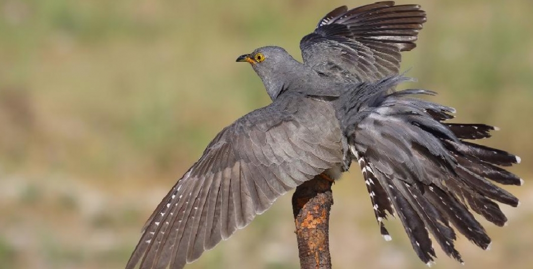 mogolistandan-zambiyaya-kadar-ucup-geri-donen-guguk-kusu-en-uzun-goc-rekorunu-kirdi