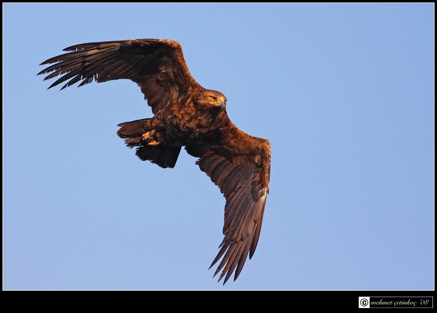 iz-tv---istanbulun-kanatlari