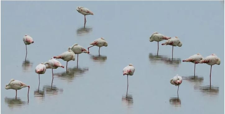 izmir-kus-cenneti-yavru-flamingolarla-senlendi