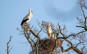 leylekler-asirlar-sonra-birlesik-krallik-ta-yavruladilar-