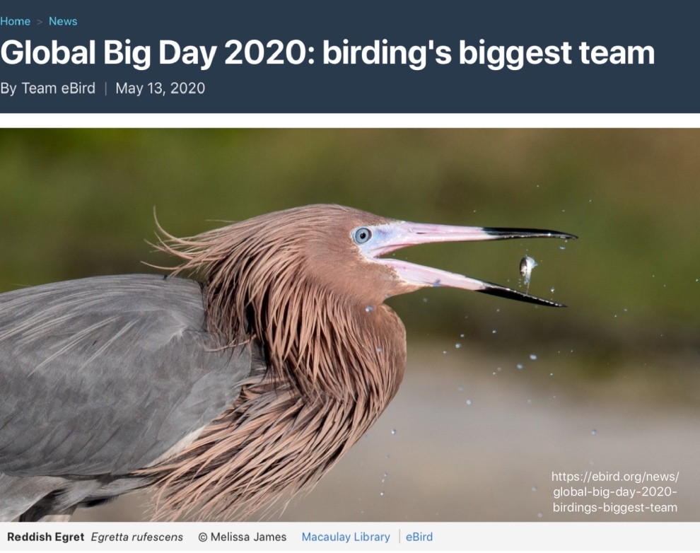 kuresel-buyuk-sayim-2020-sonuclari