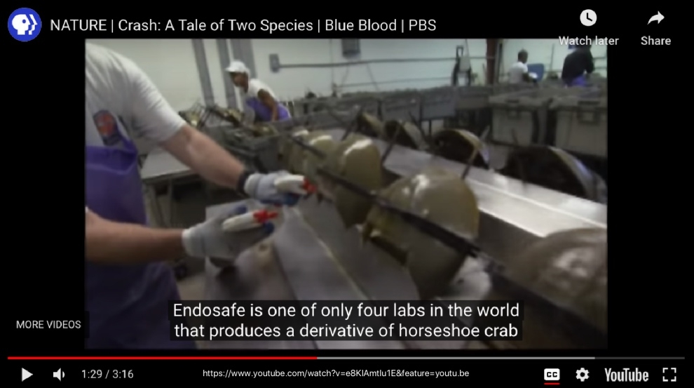 kuresel-capta-asi-uretimi-yengec-yerine-yapay-alternatifini-kullanmazsa-kuslara-da-zarar-verecek