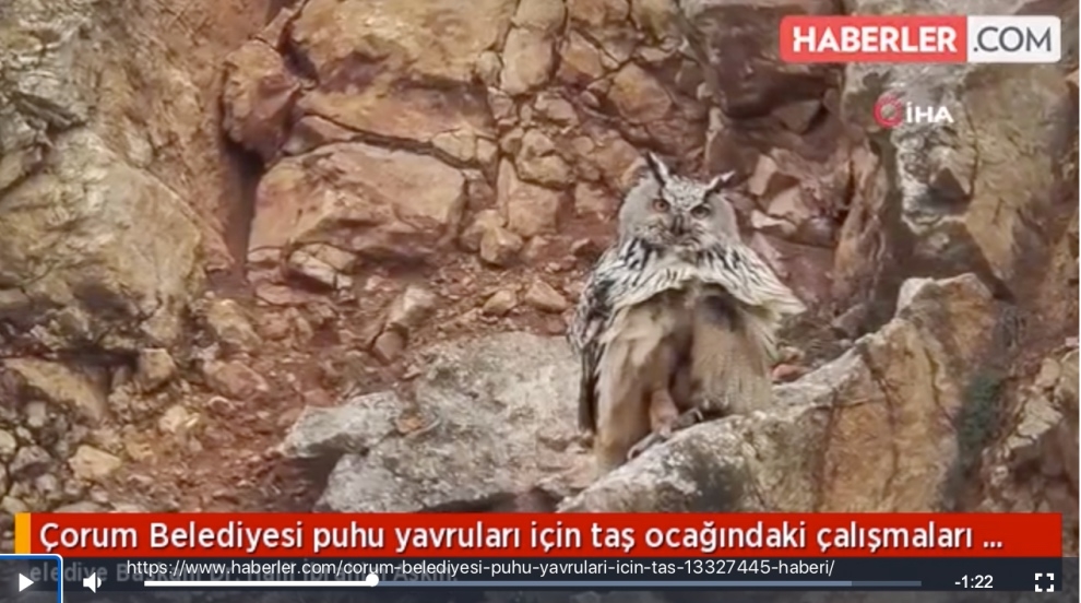 corum-belediyesi-puhu-yavrulari-icin-tas-ocagindaki-calismalari-durdurdu