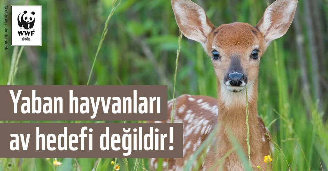 yaban-hayati-hepimizin-ortak-degeridir