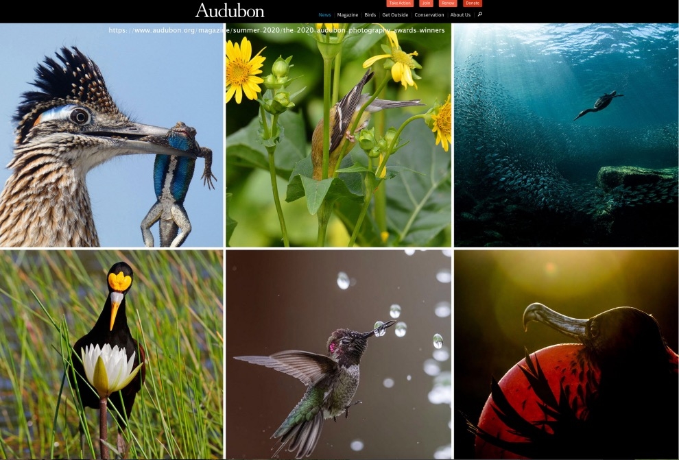 2020-audubon-fotograf-yarismasi-sonuclandi