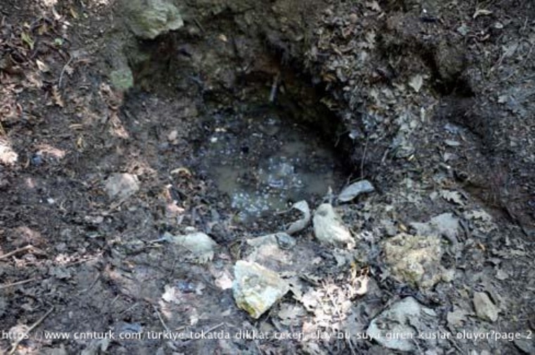 tokatta-dikkat-ceken-olay!-bu-suya-giren-kuslar-oluyor