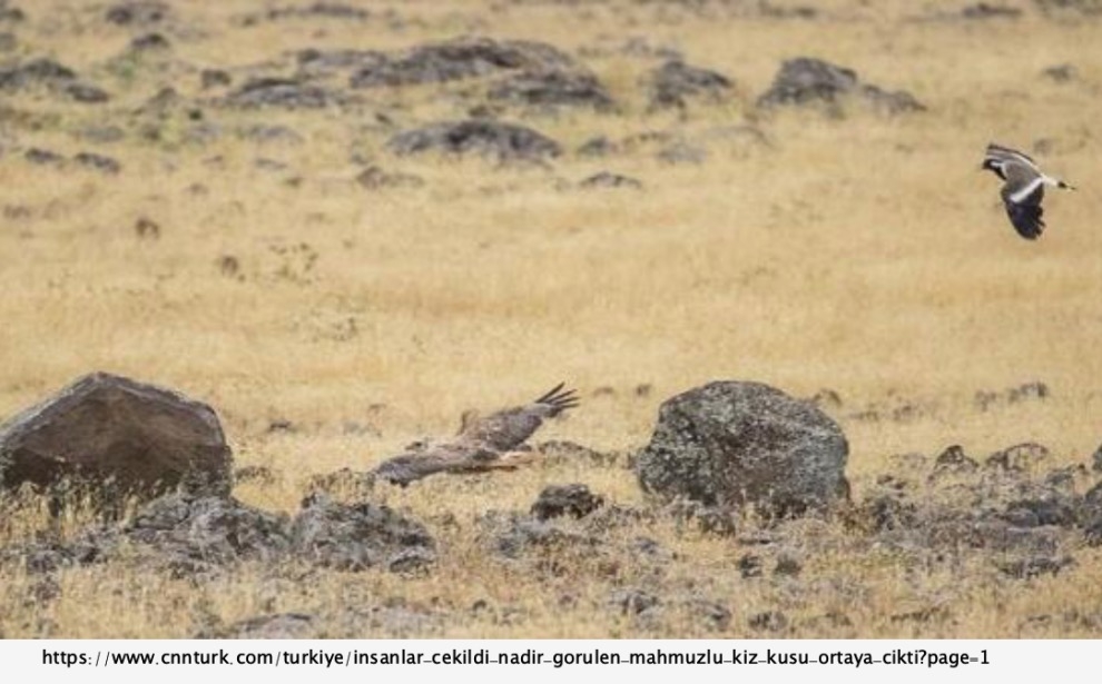 insanlar-cekildi-nadir-gorulen-kiz-kusu-ortaya-cikti