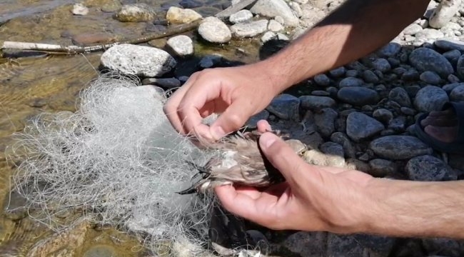 bingol\de-nehir-kenarina-birakilan-aga-takilan-kuslari-bir-vatandas-kurtariyor