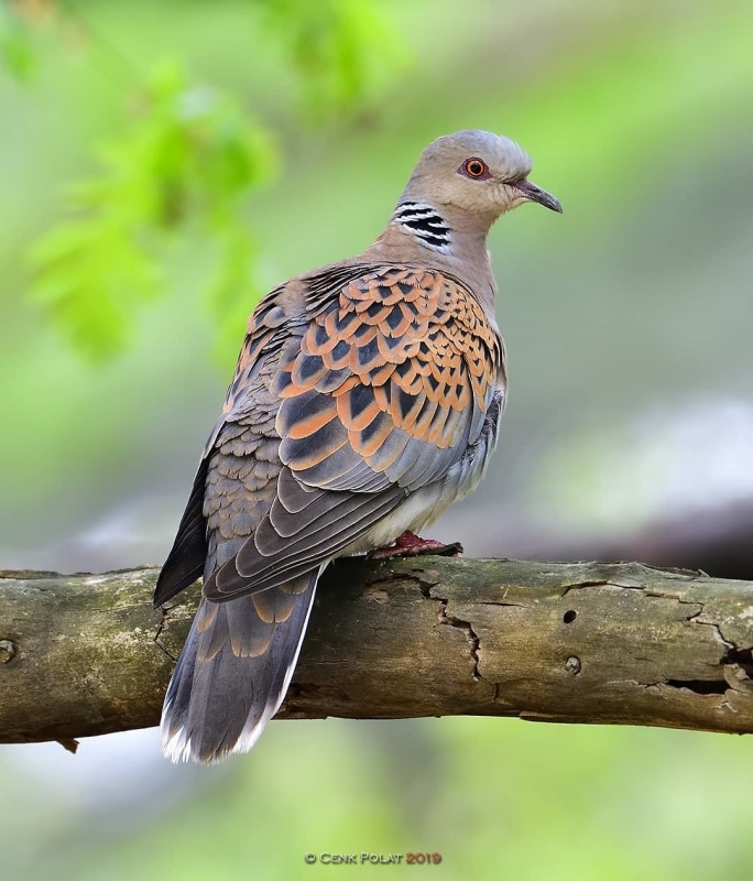 uveyik-avi-yasaklansin!