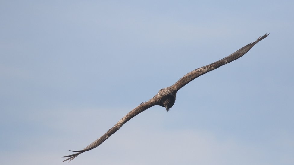 yirtici-kus-gosterisinde-seyircilerin-arasina-inen-akbaba-5-aylik-bebek-ile-anneannesini-hastanelik-etti