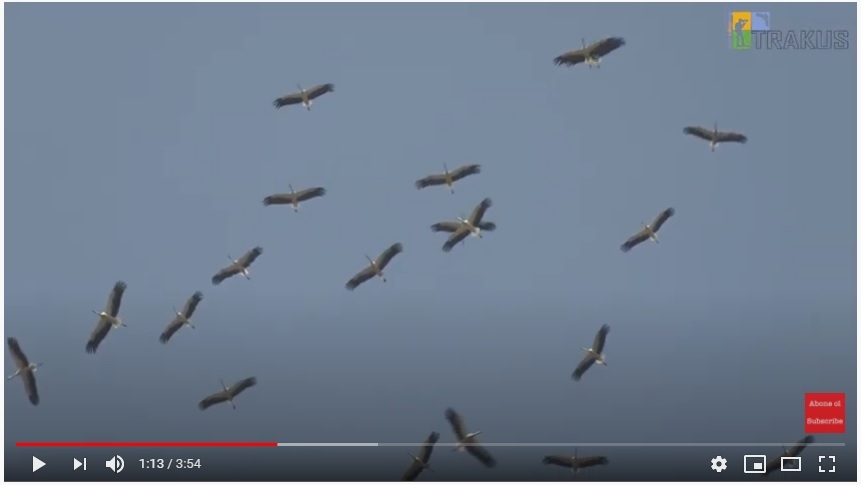 2020-sonbahar-leylek-gocu