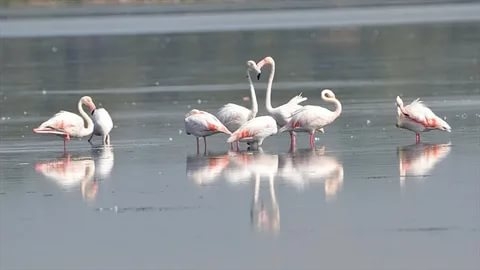 kus-cennetinin-yeni-konuklari-flamingolar-bu-yil-erken-geldi