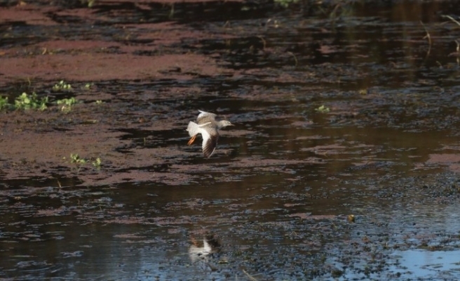 kus-dedektifi-13-saatte-113-kus-turu-fotografladi-iddialari-curuttu
